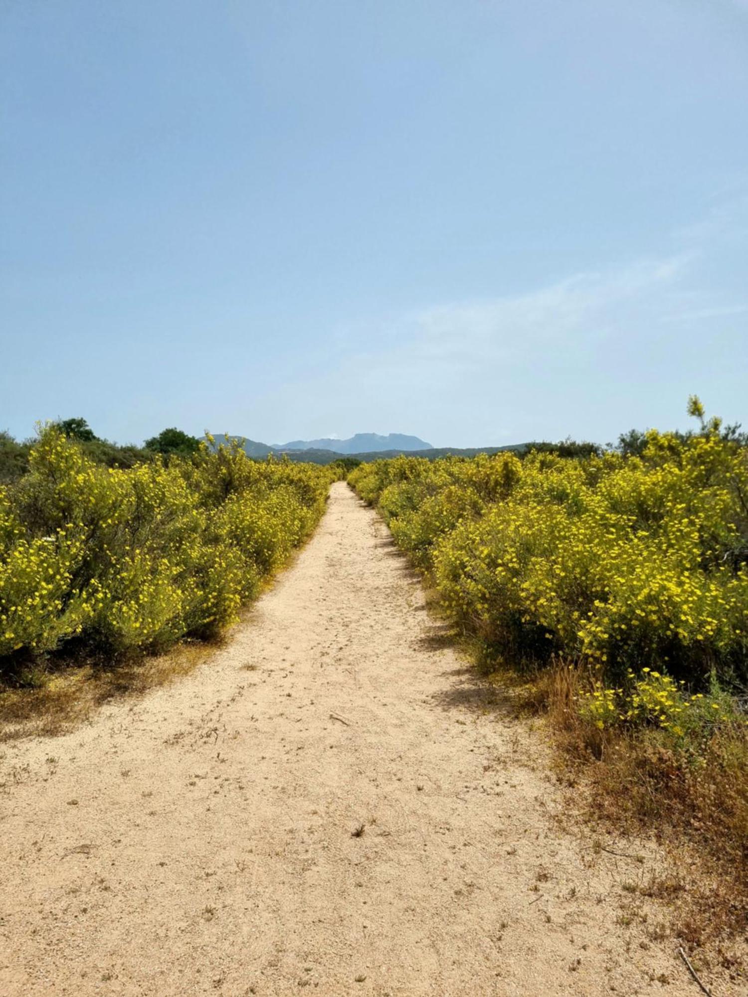 Appartamento Olbia Vecchie Saline Murta Maria Kültér fotó